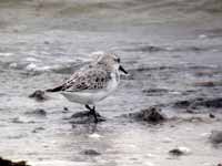 Bécasseau sanderling Calidris alba