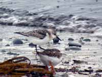 Bécasseau sanderling Calidris alba