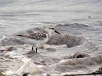 Bécasseau sanderling Calidris alba