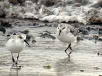 Bécasseau sanderling Calidris alba