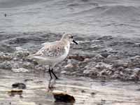 Bécasseau sanderling Calidris alba