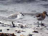 Bécasseau sanderling Calidris alba