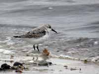 Bécasseau sanderling Calidris alba