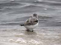 Bécasseau sanderling Calidris alba