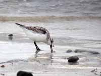 Bécasseau sanderling Calidris alba