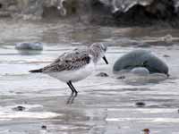 Bécasseau sanderling Calidris alba