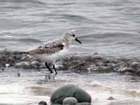 Bécasseau sanderling Calidris alba