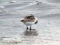 Bécasseau sanderling Calidris alba