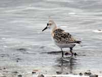 Bécasseau sanderling Calidris alba