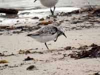 Bécasseau sanderling Calidris alba