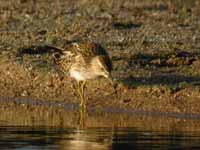 Bécasseau tacheté Calidris melanotos