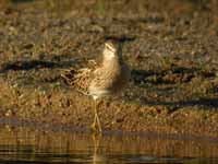 Bécasseau tacheté Calidris melanotos