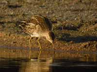 Bécasseau tacheté Calidris melanotos