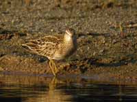 Bécasseau tacheté Calidris melanotos