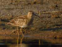 Bécasseau tacheté Calidris melanotos