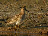 Bécasseau tacheté Calidris melanotos