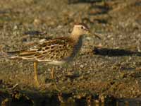 Bécasseau tacheté Calidris melanotos