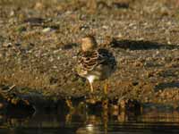 Bécasseau tacheté Calidris melanotos