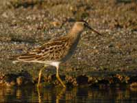 Bécasseau tacheté Calidris melanotos