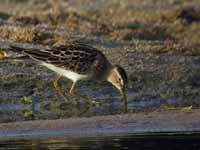 Bécasseau tacheté Calidris melanotos