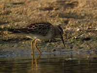 Bécasseau tacheté Calidris melanotos