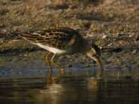 Bécasseau tacheté Calidris melanotos