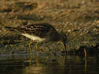 Bécasseau tacheté Calidris melanotos