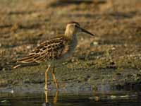 Bécasseau tacheté Calidris melanotos