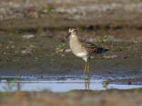 Bécasseau tacheté Calidris melanotos