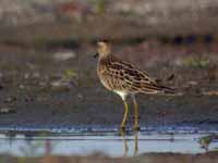 Bécasseau tacheté Calidris melanotos