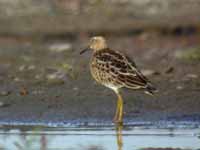 Bécasseau tacheté Calidris melanotos