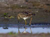 Bécasseau tacheté Calidris melanotos