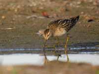 Bécasseau tacheté Calidris melanotos