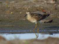 Bécasseau tacheté Calidris melanotos