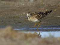 Bécasseau tacheté Calidris melanotos