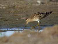 Bécasseau tacheté Calidris melanotos