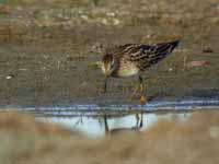 Bécasseau tacheté Calidris melanotos