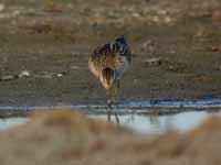 Bécasseau tacheté Calidris melanotos