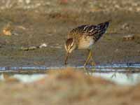 Bécasseau tacheté Calidris melanotos