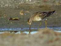 Bécasseau tacheté Calidris melanotos