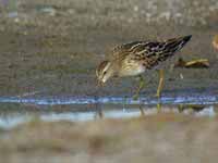 Bécasseau tacheté Calidris melanotos