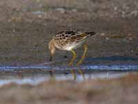 Bécasseau tacheté Calidris melanotos