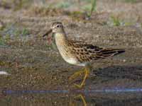 Bécasseau tacheté Calidris melanotos