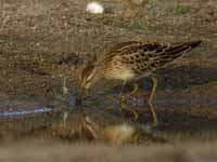 Bécasseau tacheté Calidris melanotos