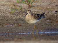 Bécasseau tacheté Calidris melanotos