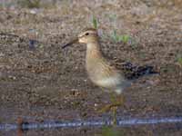 Bécasseau tacheté Calidris melanotos