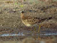 Bécasseau tacheté Calidris melanotos