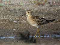 Bécasseau tacheté Calidris melanotos