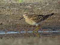 Bécasseau tacheté Calidris melanotos