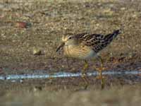 Bécasseau tacheté Calidris melanotos